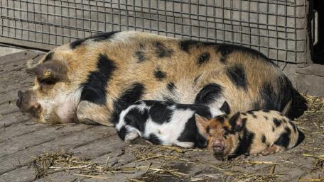 Charming Pig Family Relaxing Together wallpaper