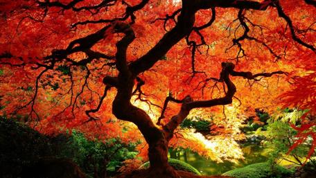 Autumn Radiance in a Serene Japanese Garden wallpaper
