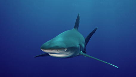 Majestic Shark Gliding Through the Ocean Depths wallpaper
