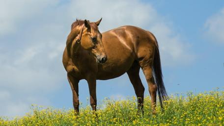 Majestic Horse in Blooming Meadow wallpaper