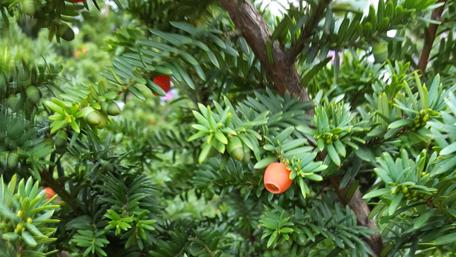 Vibrant Yew Tree Close-Up Displaying Nature’s Beauty wallpaper