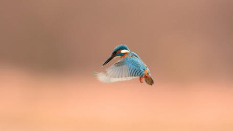 Elegant Kingfisher in Flight wallpaper
