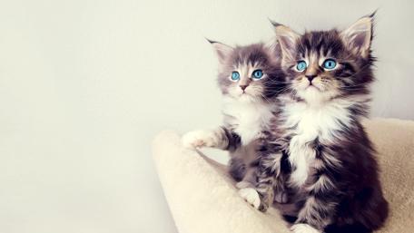 Turquoise Gaze in Fluffy Splendor wallpaper