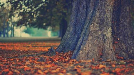 Autumn Serenity in Nature's Embrace wallpaper