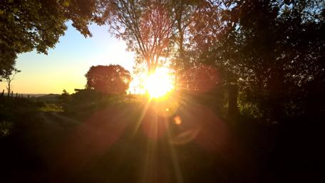 Golden Sunrise Through Trees in Nature Scene wallpaper