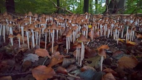 Mushrooms in an Autumn Forest Scene wallpaper