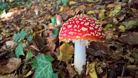 Vibrant Autumn Forest Mushroom Scene wallpaper