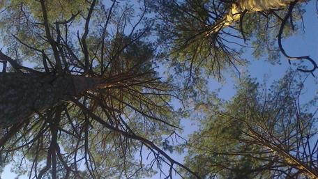 Into the Canopy of Tranquility wallpaper
