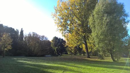 Serene Autumn in an Amsterdam Garden wallpaper