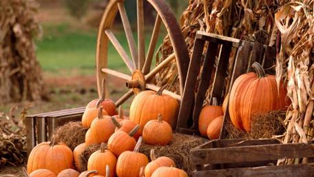 Autumn Pumpkin Patch Festivity wallpaper
