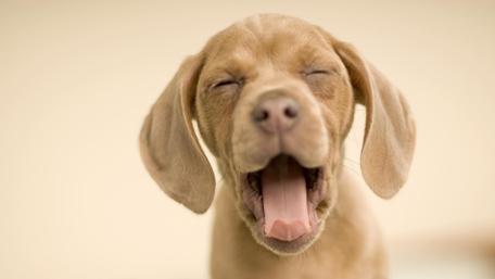 Sleepy Puppy Mid-Yawn wallpaper
