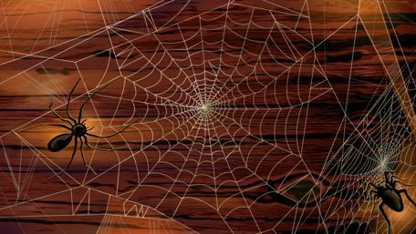 Spider Web Halloween Delight wallpaper