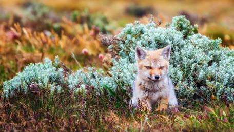 Little Fox in a Wild Adventure wallpaper