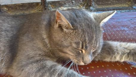 Cozy Gray Cat Napping on a Warm Surface wallpaper