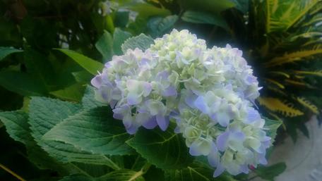Delicate Hydrangea Blooms in Soft Colors wallpaper