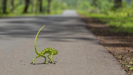 Charming Chameleon on a Scenic Pathway wallpaper