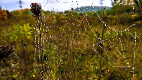 Nature's Delicate Web of Life wallpaper