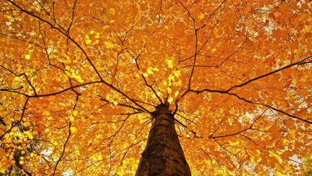 Fiery Canopy of Autumn wallpaper