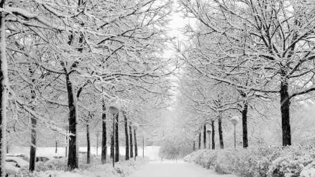 Winter Wonderland Pathway Amidst Snowy Trees wallpaper