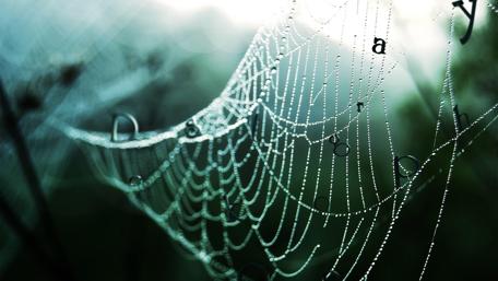 Whispers of Nature in a Webbed World wallpaper