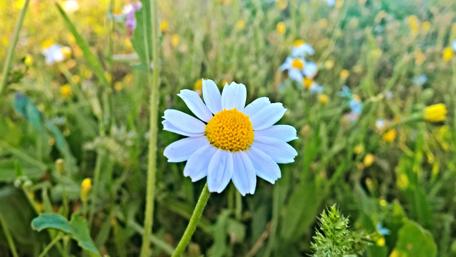 Delicate Blue Daisy in Blooming Field wallpaper