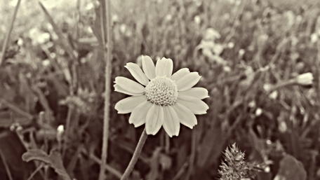 Elegant Black and White Daisy in Nature Beauty wallpaper