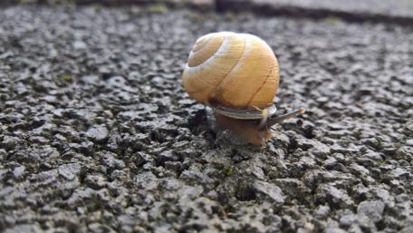 Curious Snail on Textured Surface wallpaper