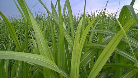Vibrant Green Grass Field Under Clear Sky wallpaper