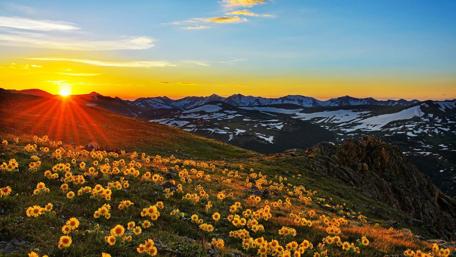 Golden Sunset Over Flowered Hillside wallpaper