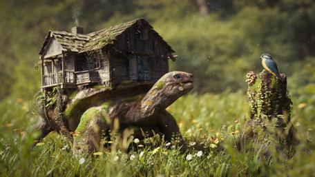 Funny turtle wallpaper