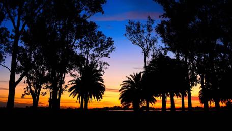 Serene Sunset Over Palm Trees in the Lagoon wallpaper