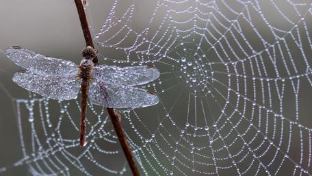 Dragonfly and Dewy Web Marvel wallpaper