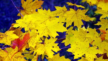 Golden Maple Leaves in Autumn Beauty wallpaper