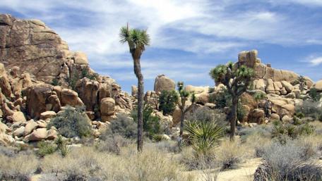 Majestic Desert Landscape with Joshua Trees wallpaper