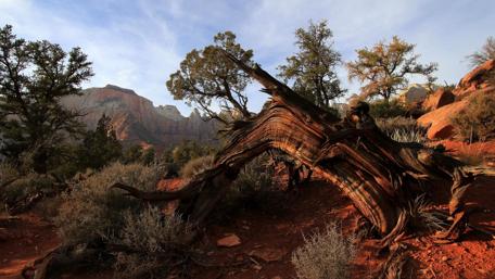 Majestic Desert Landscape with Ancient Trees wallpaper