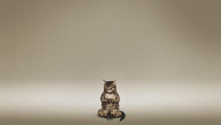 Zen Cat in Meditation Stance wallpaper
