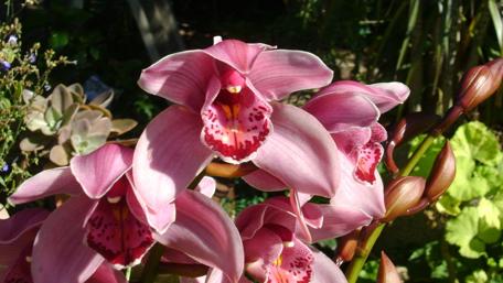 Vibrant Pink Orchid Blooms in Nature's Embrace wallpaper