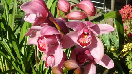 Delicate Pink Orchids in Bloom wallpaper