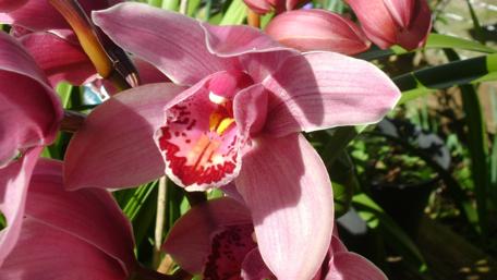 Orchid Blooms Under the Sunlight wallpaper