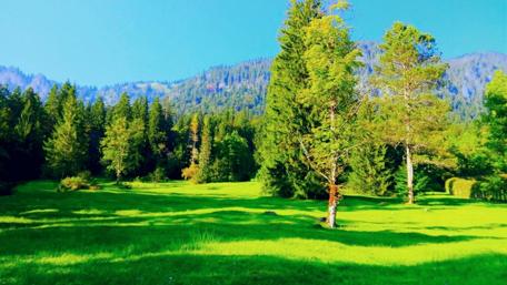 Lush Green Serenity in Germany wallpaper