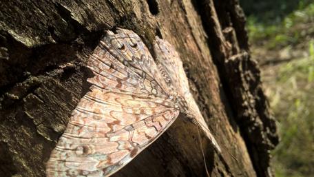 Delicate Butterfly Resting on Tree Bark wallpaper