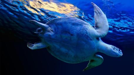 Graceful Turtle Swimming Through Crystal Clear Waters wallpaper