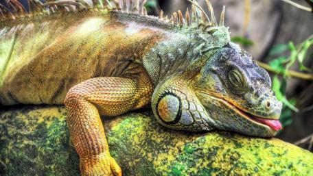 Lazing Iguana in its Natural Habitat wallpaper