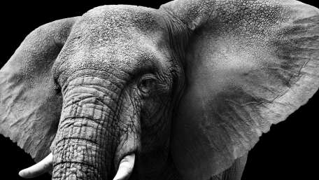 Gray Elephant wallpaper