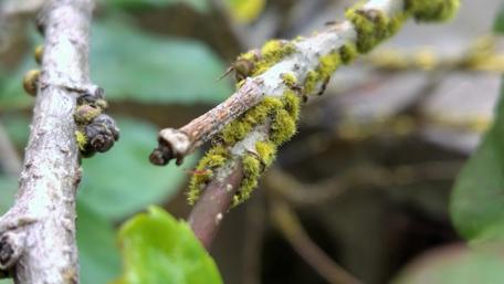 Luscious Green Macro World of Nature wallpaper