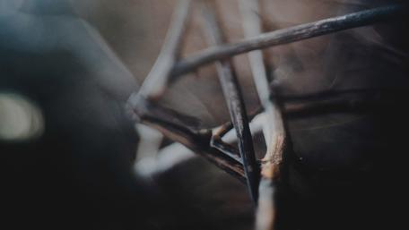 Nature's Intricate Details in 4K Resolution wallpaper