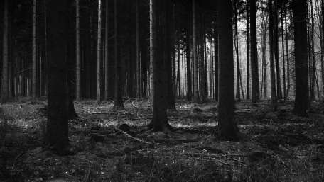 Mysterious Forest Shadows wallpaper