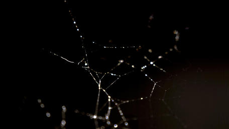 Intricate Beauty of Nature's Webs wallpaper