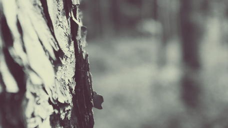 Textured Bark and Soft Background Blur wallpaper