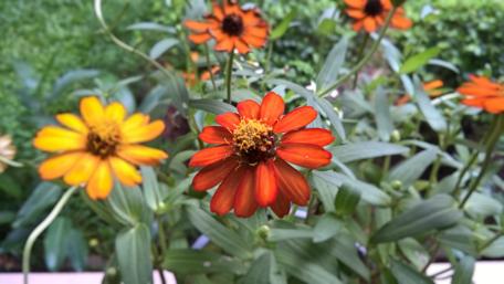 Vibrant Orange and Yellow Blossoms in Full Bloom wallpaper